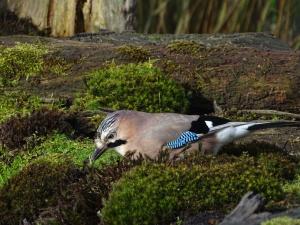 Aria 03 - Gaai Alblasserwaard